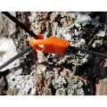 Set Cordeline Elastice de Tensionare Bushmen Orange Set Cordeline Elastice de Tensionare Bushmen Orange
