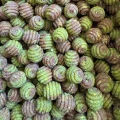 Boilies SENZOR Kokilia Pentru Nadit, Mussel Krill, 20mm, 5kg Boilies SENZOR Kokilia Pentru Nadit, Mussel Krill, 20mm, 5kg