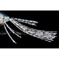 Naluca Jackall Gavacho Frog Chart Back Gill 6.9cm 16g Naluca Jackall Gavacho Frog Chart Back Gill 6.9cm 16g