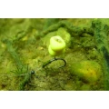 Carlige KORDA Wide Gape, Barbless, Nr.4, 10buc/plic Carlige KORDA Wide Gape, Barbless, Nr.4, 10buc/plic
