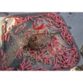 Cosulet KORUM Camo Grub Feeder, 60g, 1buc/pac