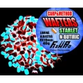 Wafters FISH PRO Carp & Method, Starlet N-Butyric, 8x10cm, 40g