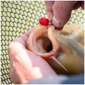 Wafters MAINLINE Match Dumbell, Red Krill, 8mm, 50ml Wafters MAINLINE Match Dumbell, Red Krill, 8mm, 50ml