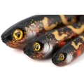 Grub Fox Rage Slick Eel, Burbot, 35cm, 1buc/pac