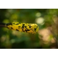 Lanseta Feeder BLACK CAT Bait Maker EVO, 80-120g, 3.60m, 3+3seg