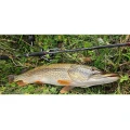 Lanseta SAKURA Ryokan FW Spin RFWS 702MH, 7-28g, 2.13m, 2seg Lanseta SAKURA Ryokan FW Spin RFWS 702MH, 7-28g, 2.13m, 2seg
