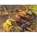 Method Feeder FEEDERX Stability Plus L, 100g, 1buc/pac Method Feeder FEEDERX Stability Plus L, 100g, 1buc/pac