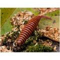 Naluca FISHUP Tanta, 207 Dark Violet Orange, 6.1cm, 8buc/pac Naluca FISHUP Tanta, 207 Dark Violet Orange, 6.1cm, 8buc/pac