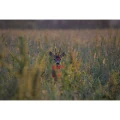 Binoclu GPO Rangeguide 2800, 10x50 Binoclu GPO Rangeguide 2800, 10x50