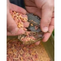 Cosulet KORUM Grub Feeder Camo, 60g, 1buc/pac