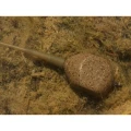 Plumb Inline KORDA Square Pear Lead, 3.5oz/98gr, 2buc/pac Plumb Inline KORDA Square Pear Lead, 3.5oz/98gr, 2buc/pac