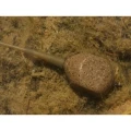 Plumb Inline KORDA Square Pear Lead, 3.0oz/84gr, 2buc/pac Plumb Inline KORDA Square Pear Lead, 3.0oz/84gr, 2buc/pac