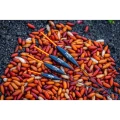 Pluta GURU Slim Maggot, 0.35g Pluta GURU Slim Maggot, 0.35g