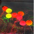Pop-up Forte Powder Claumar Squid - Octopus 15GR 6mm Pop-up Forte Powder Claumar Squid - Octopus 15GR 6mm
