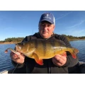 Shad Westin Shadteez 10cm Crazy Firetiger