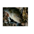 TWISTER CRAZY FISH VIBRO WORM 7.5CM 7 SQUID TWISTER CRAZY FISH VIBRO WORM 7.5CM 7 SQUID