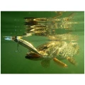 Vobler DUO Realis Jerkbait 110 SP 11cm 16.2g DTA3345 AM Hasu Vobler DUO Realis Jerkbait 110 SP 11cm 16.2g DTA3345 AM Hasu